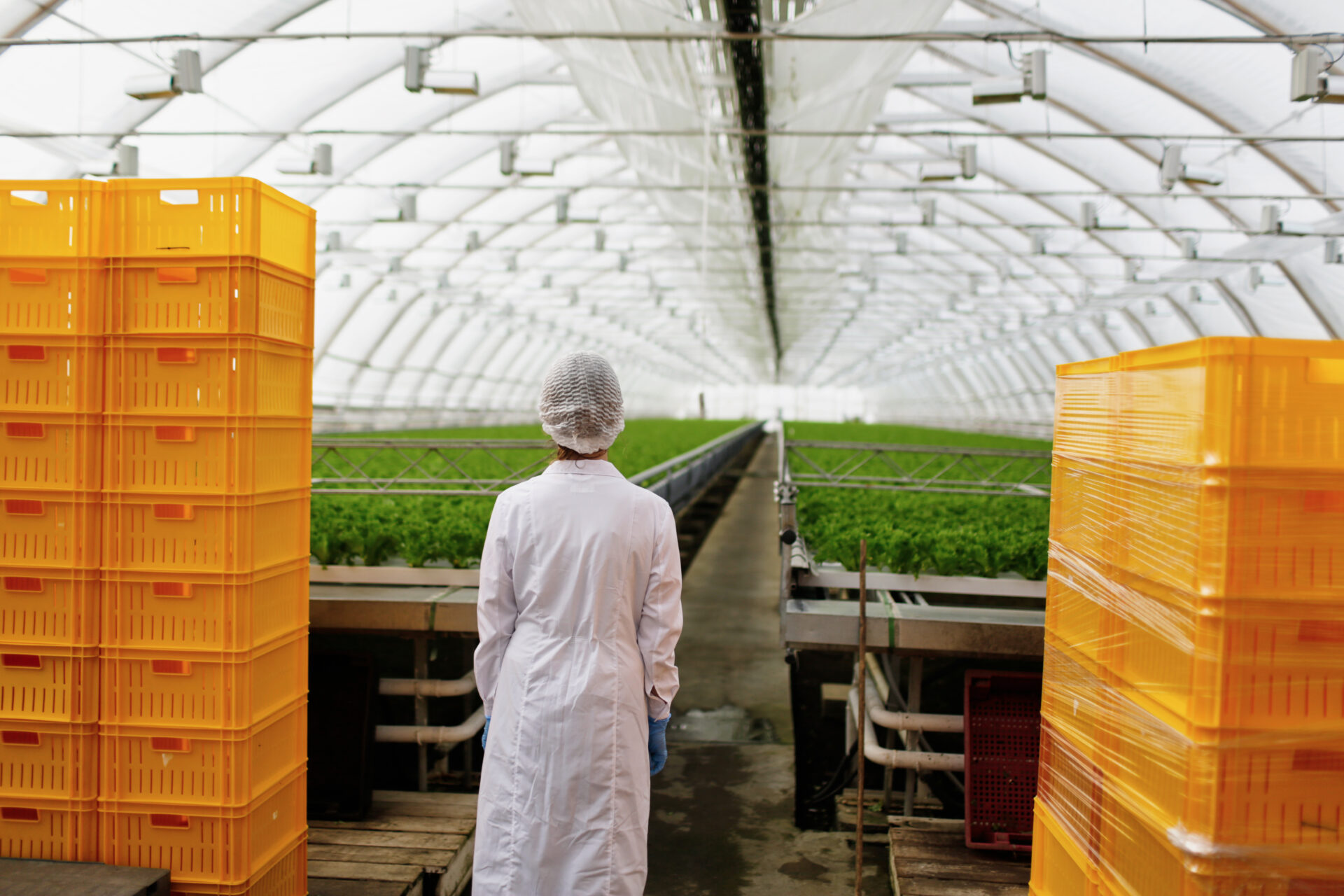 Portrait of back female scientist researching plants and diseases in greenhouse with greenhouse farm