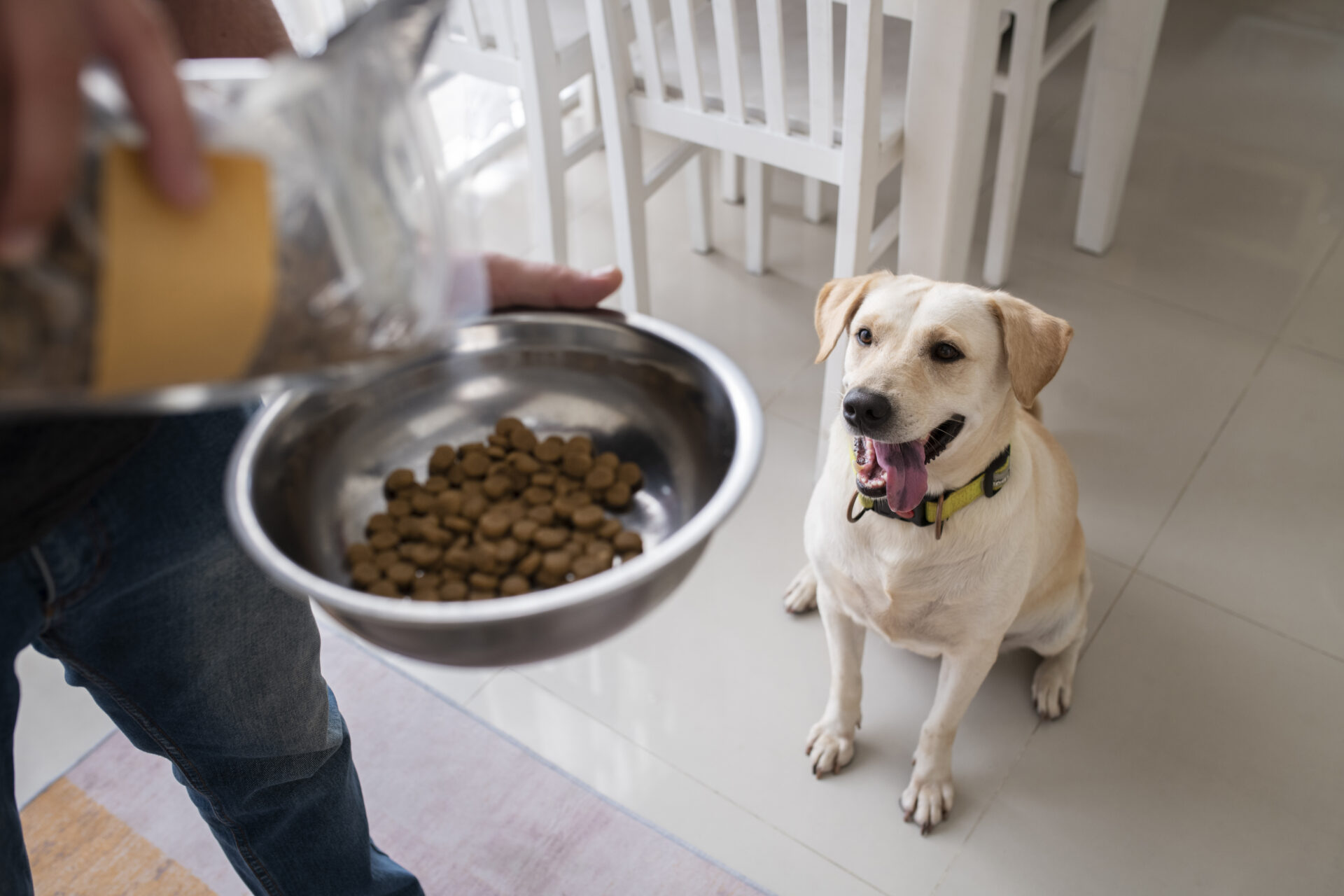 owner-serving-food-bowl-their-pet-dog (1)